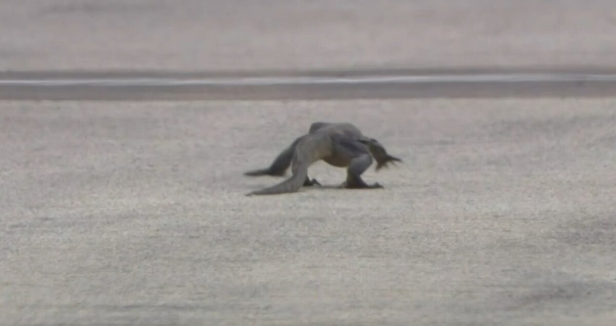 Ящерица прерывает тренировки на Гран-при Сингапура Ф1