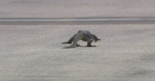 Ящерица прерывает тренировки на Гран-при Сингапура Ф1